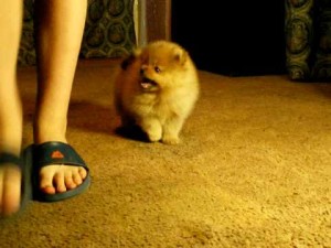 How to care for a Pomeranian Puppy