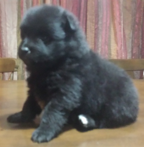 pomeranian-puppies-for-sale-cyprus | Pomeranian Dogs in Cyprus