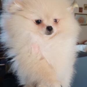 Mini Pomeranian puppy in Cyprus