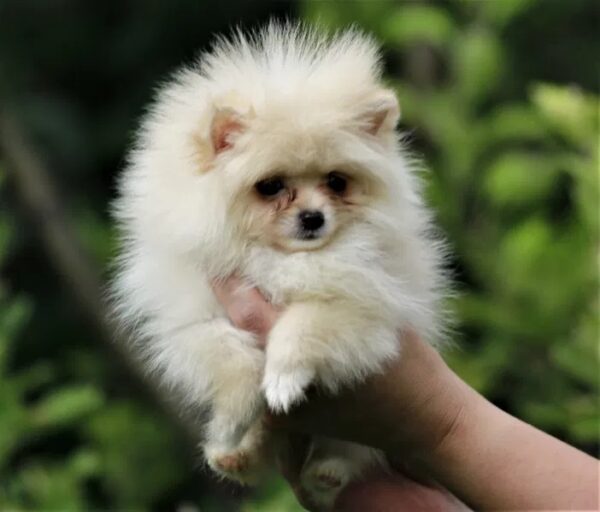 Mini Male Pomeranian White Pomeranian Dogs in Cyprus