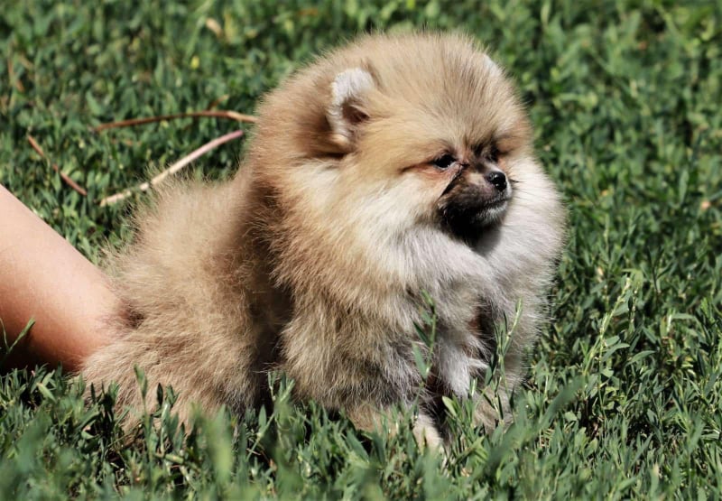 Mini Pomeranian Brown Girl Pomeranian Dogs in Cyprus