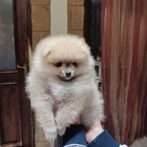 Mini Cream Pomeranian Puppy Boy